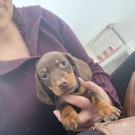 Dachshund (Standard & Miniature) - Both