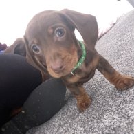 Dachshund (Standard & Miniature) - Both