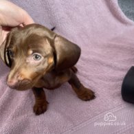 Dachshund (Standard & Miniature) - Both