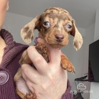 Dachshund (Standard & Miniature) - Both