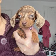 Dachshund (Standard & Miniature) - Both