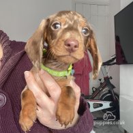 Dachshund (Standard & Miniature) - Both