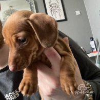 Dachshund (Standard & Miniature) - Both