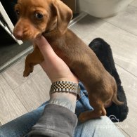 Dachshund (Standard & Miniature) - Both