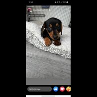 Dachshund (Standard &amp; Miniature)