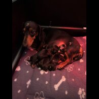 Dachshund (Standard &amp; Miniature)