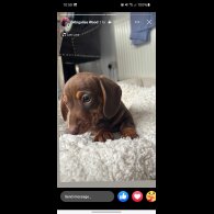 Dachshund (Standard &amp; Miniature)