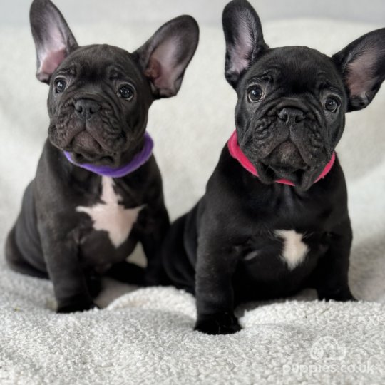 Exotic french bulldog 2025 puppies for sale