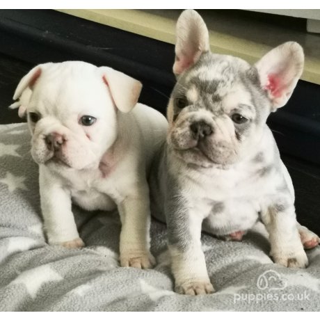 Frenglish bulldog best sale puppies for sale