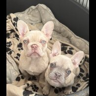 French Bulldog - Dogs