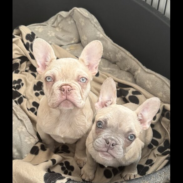 French Bulldog - Dogs