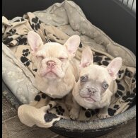 French Bulldog - Dogs