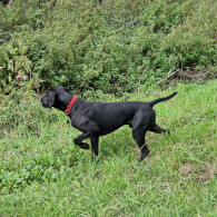 German Pointer