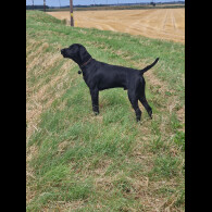 German Pointer