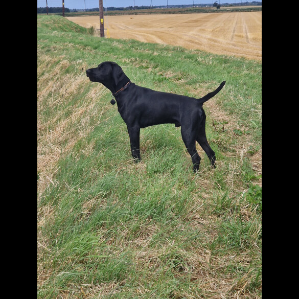 German Pointer