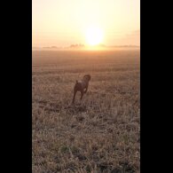 German Pointer