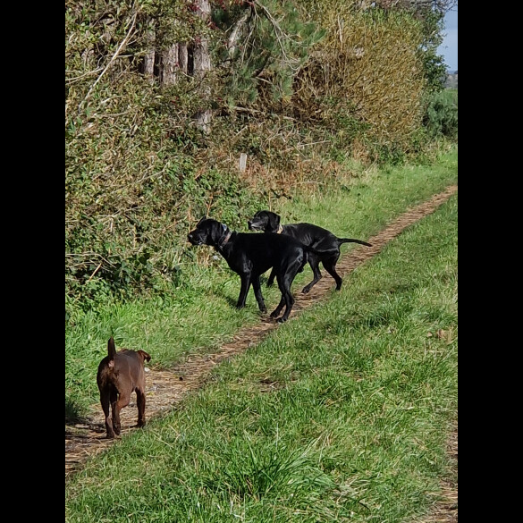 German Pointer