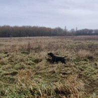 German Pointer