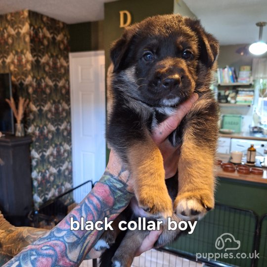 Miniature german best sale shepherd for sale