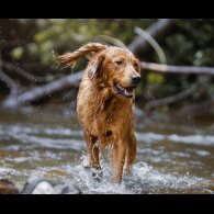 Golden Retriever