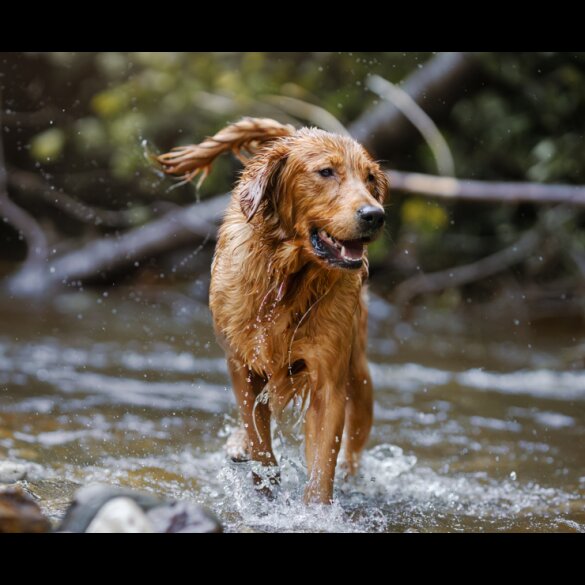 Golden Retriever