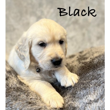 Chunky golden retriever sales puppies for sale