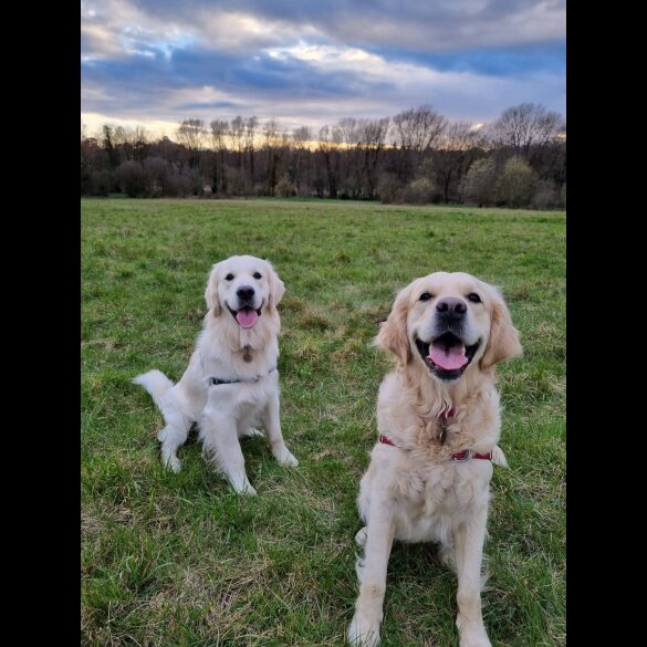 Golden Retriever