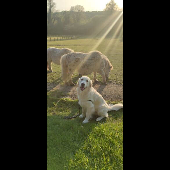 Golden Retriever