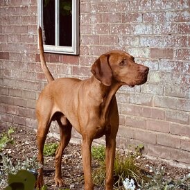 Hungarian Vizsla