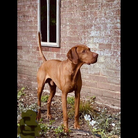 Hungarian Vizsla