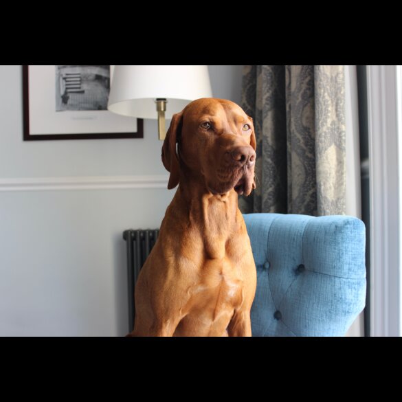 Hungarian Vizsla