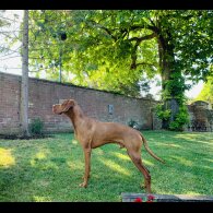 Hungarian Vizsla