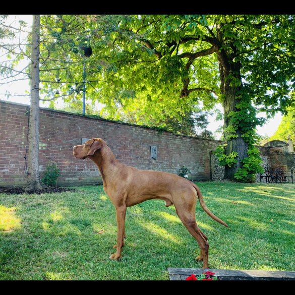 Hungarian Vizsla