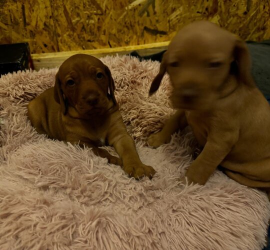 Hungarian Vizsla