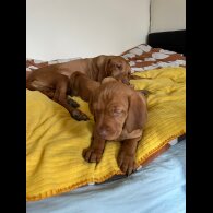 Hungarian Vizsla - Bitches