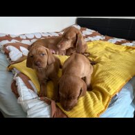 Hungarian Vizsla - Bitches