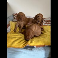 Hungarian Vizsla - Bitches