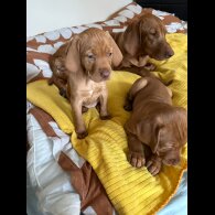 Hungarian Vizsla - Bitches