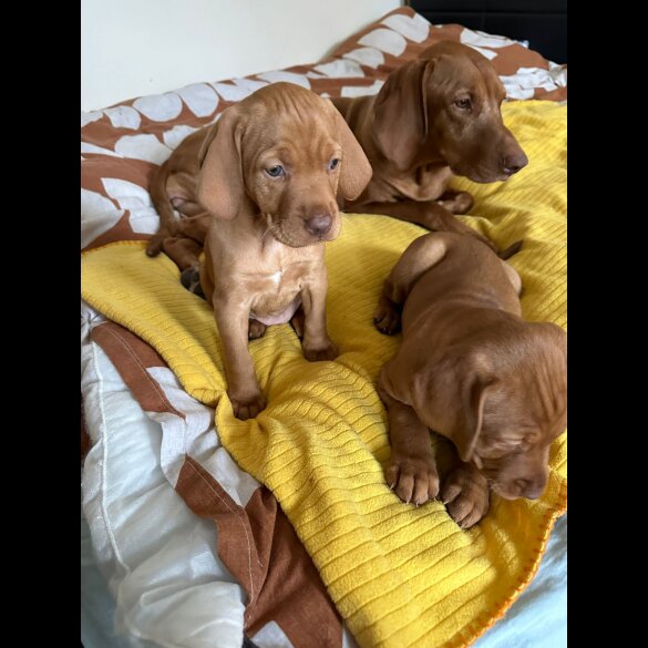 Hungarian Vizsla - Bitches