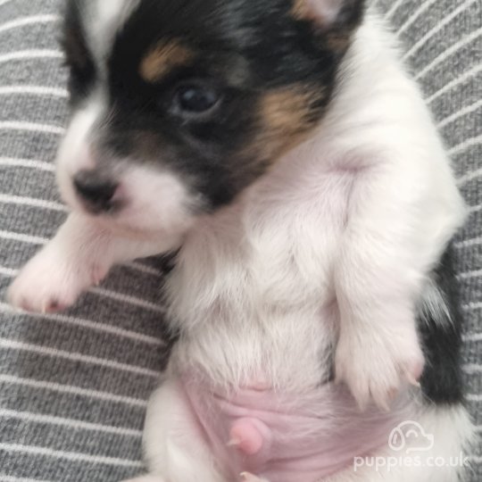 Jack russell puppies for sale hot sale in sussex