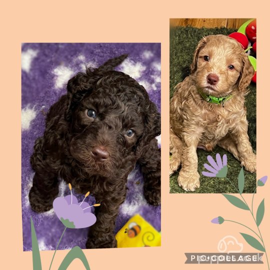 Cockapoo puppies for sale hot sale wirral