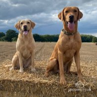 Labrador Retriever - Both