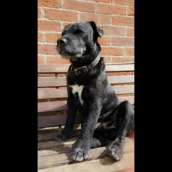 Patterdale Terrier - Dogs