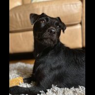 Patterdale Terrier - Dogs