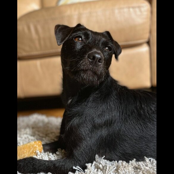 Patterdale Terrier - Dogs