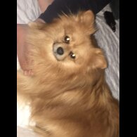 Pomeranian