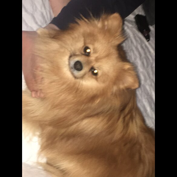 Pomeranian