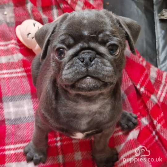 Grey pugs best sale for sale