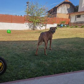 Rhodesian Ridgeback