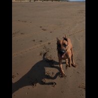 Rhodesian Ridgeback